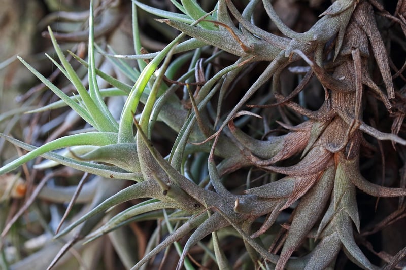 Air Plant Display