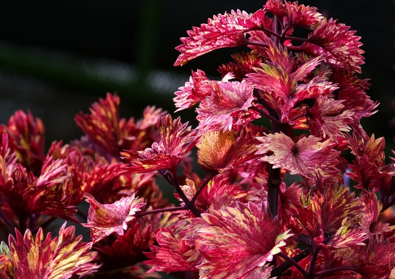 Coleus in partial sun