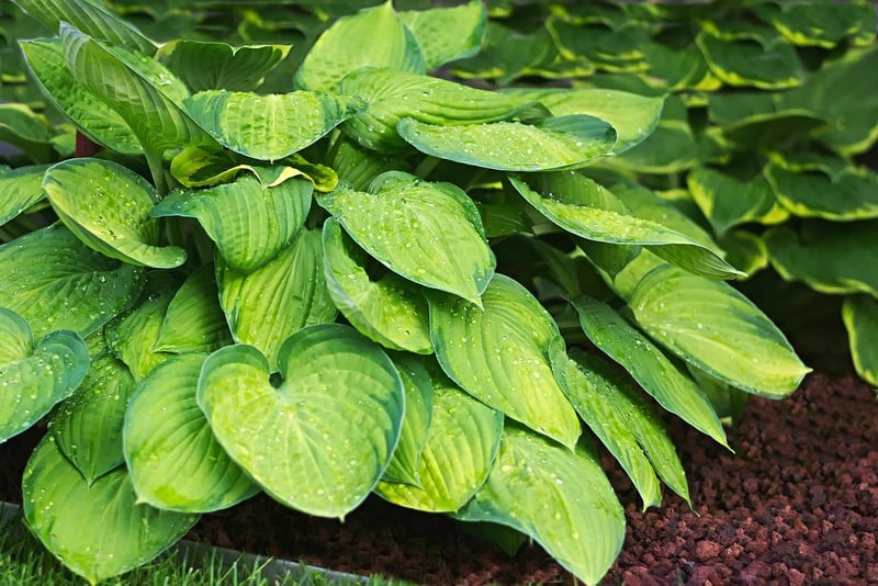Hosta in shade