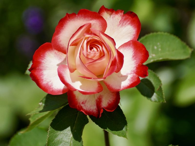 Rose in full sun