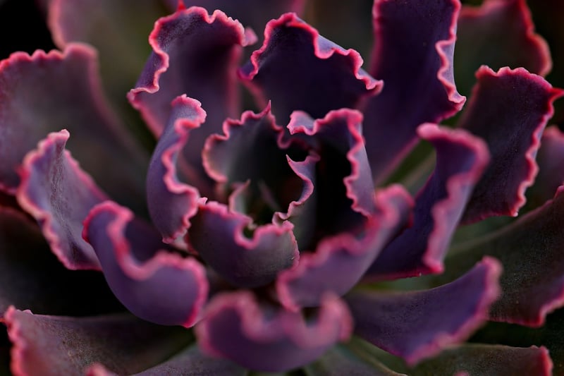 Succulent Tower