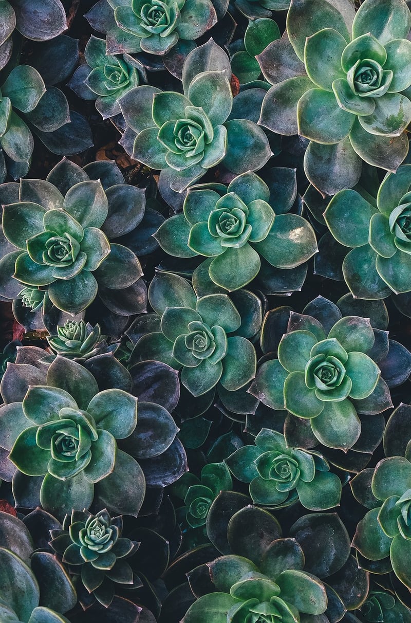 Vertical Succulent Garden