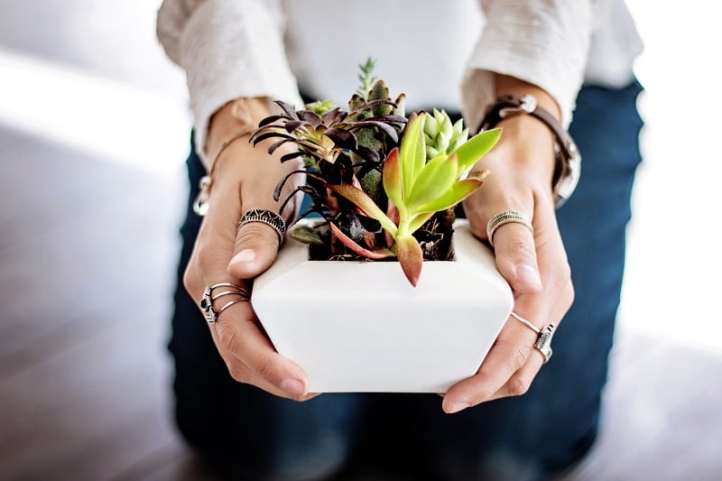 Vertical Succulent Garden Shelf
